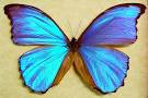 Amazon Butterfly