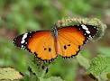 Indian Butterfly